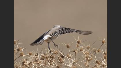 Kuyrukkakan » Northern Wheatear » Oenanthe oenanthe