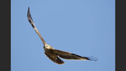 Şah kartal » Eastern Imperial Eagle » Aquila heliaca
