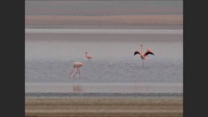 Küçük flamingo