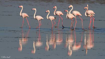 Flamingo
