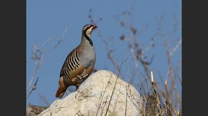 Kınalı keklik » Chukar Partridge » Alectoris chukar