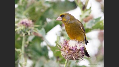 Florya » European Greenfinch » Chloris chloris