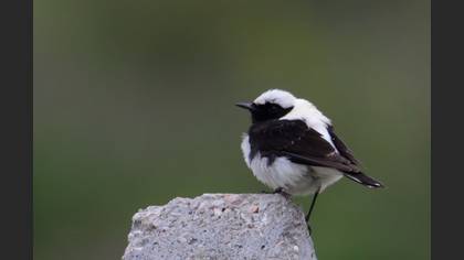 Karakulaklı kuyrukkakan » Black-eared Wheatear » Oenanthe melanoleuca