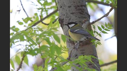 Büyük baştankara » Great Tit » Parus major