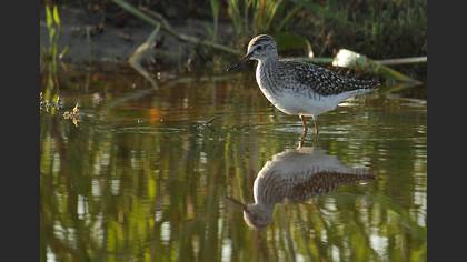 Orman düdükçünü » Wood Sandpiper » Tringa glareola