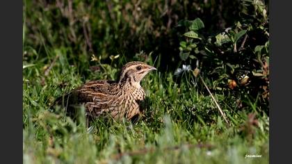 Bıldırcın » Common Quail » Coturnix coturnix