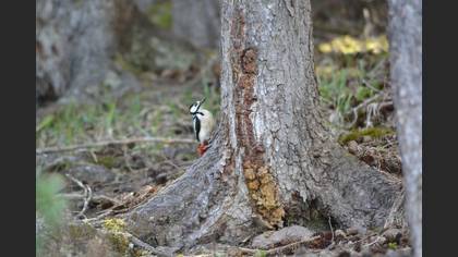 Orman alaca ağaçkakanı » Great Spotted Woodpecker » Dendrocopos major