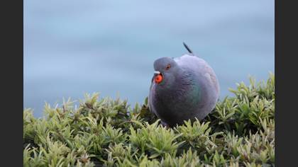 Kaya güvercini » Rock Dove » Columba livia