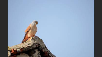 Küçük kerkenez » Lesser Kestrel » Falco naumanni