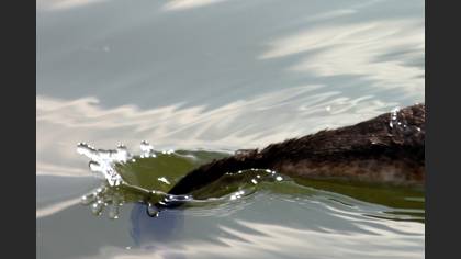 Bahri » Great Crested Grebe » Podiceps cristatus