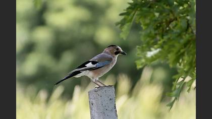 Alakarga » Eurasian Jay » Garrulus glandarius