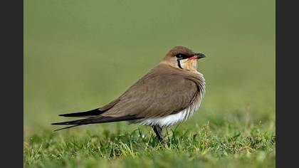 Bataklıkkırlangıcı » Collared Pratincole » Glareola pratincola