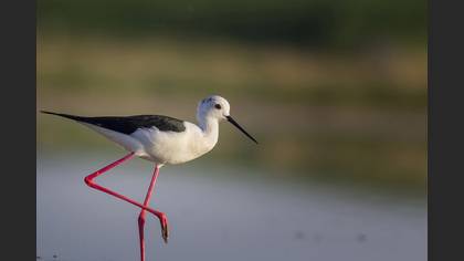 Uzunbacak » Black-winged Stilt » Himantopus himantopus