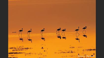 Flamingo