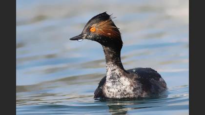 Karaboyunlu batağan » Black-necked Grebe » Podiceps nigricollis