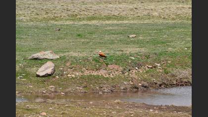 Angıt » Ruddy Shelduck » Tadorna ferruginea