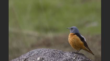Taşkızılı » Common Rock Thrush » Monticola saxatilis