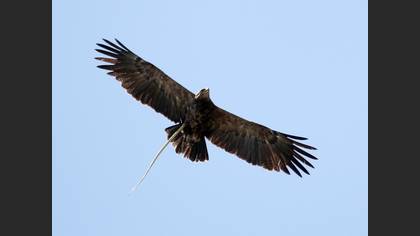 Küçük orman kartalı » Lesser Spotted Eagle » Clanga pomarina