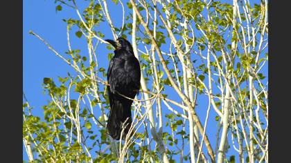 Ekin kargası » Rook » Corvus frugilegus