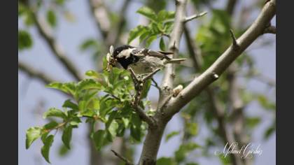 Çam baştankarası » Coal Tit » Periparus ater