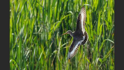 Çamurçulluğu » Black-tailed Godwit » Limosa limosa