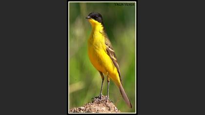 Sarı kuyruksallayan » Western Yellow Wagtail » Motacilla flava