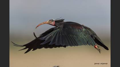 Kelaynak