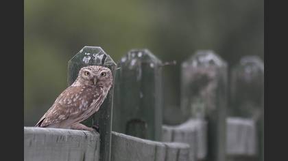Kukumav » Little Owl » Athene noctua