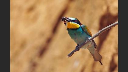 Arıkuşu » European Bee-eater » Merops apiaster