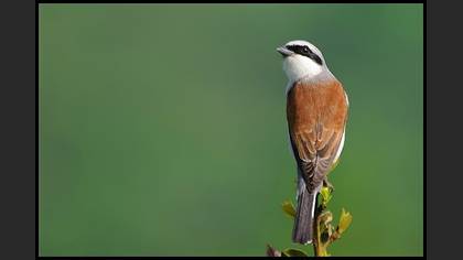 Kızılsırtlı örümcekkuşu » Red-backed Shrike » Lanius collurio