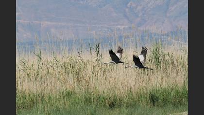 Turna » Common Crane » Grus grus