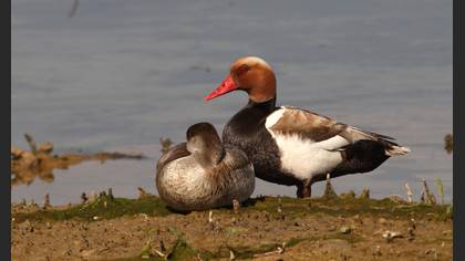 Macar ördeği