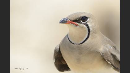 Bataklıkkırlangıcı » Collared Pratincole » Glareola pratincola