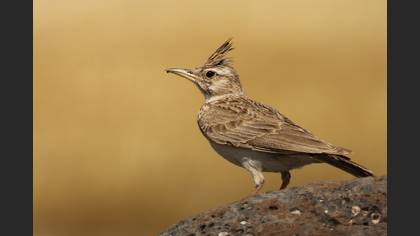 Tepeli toygar » Crested Lark » Galerida cristata