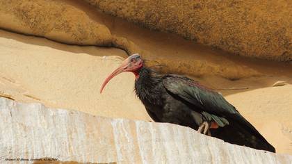 Kelaynak