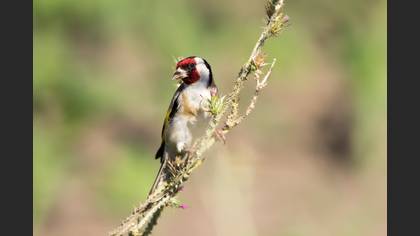 Saka » European Goldfinch » Carduelis carduelis