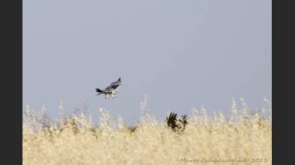 Ak çaylak