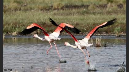 Flamingo