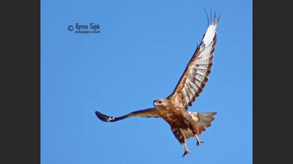 Kızıl şahin » Long-legged Buzzard » Buteo rufinus