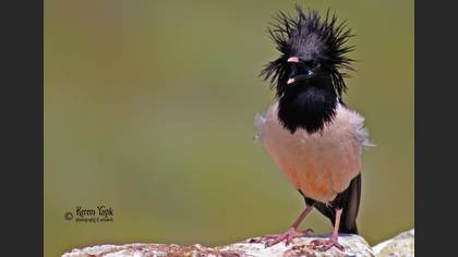 Alasığırcık » Rosy Starling » Pastor roseus