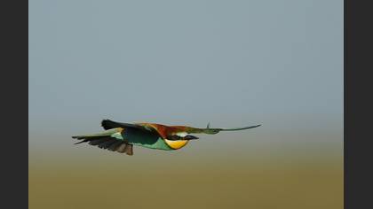 Arıkuşu » European Bee-eater » Merops apiaster
