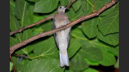 Küçük kumru » Laughing Dove » Spilopelia senegalensis