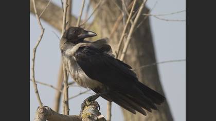 Leş kargası » Hooded Crow » Corvus cornix