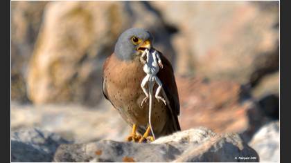Küçük kerkenez » Lesser Kestrel » Falco naumanni