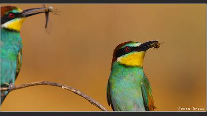 Arıkuşu » European Bee-eater » Merops apiaster