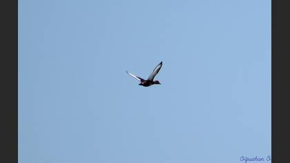 Pasbaş patka » Ferruginous Duck » Aythya nyroca