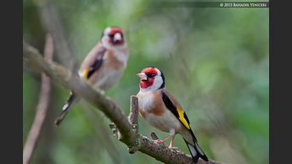 Saka » European Goldfinch » Carduelis carduelis