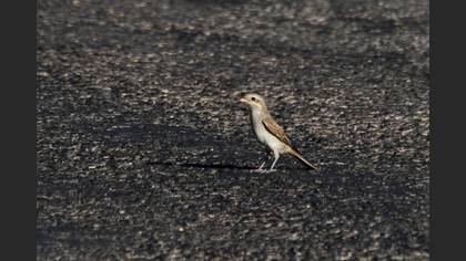 Kızılsırtlı örümcekkuşu » Red-backed Shrike » Lanius collurio