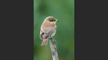 Kızılsırtlı örümcekkuşu » Red-backed Shrike » Lanius collurio
