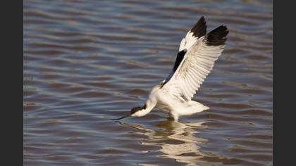 Kılıçgaga » Pied Avocet » Recurvirostra avosetta